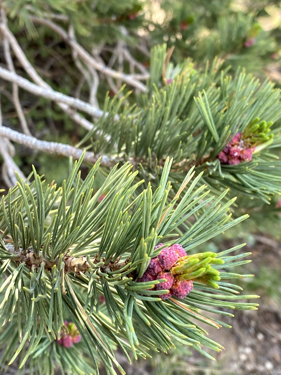 Lodgepole pine in flower, early summer