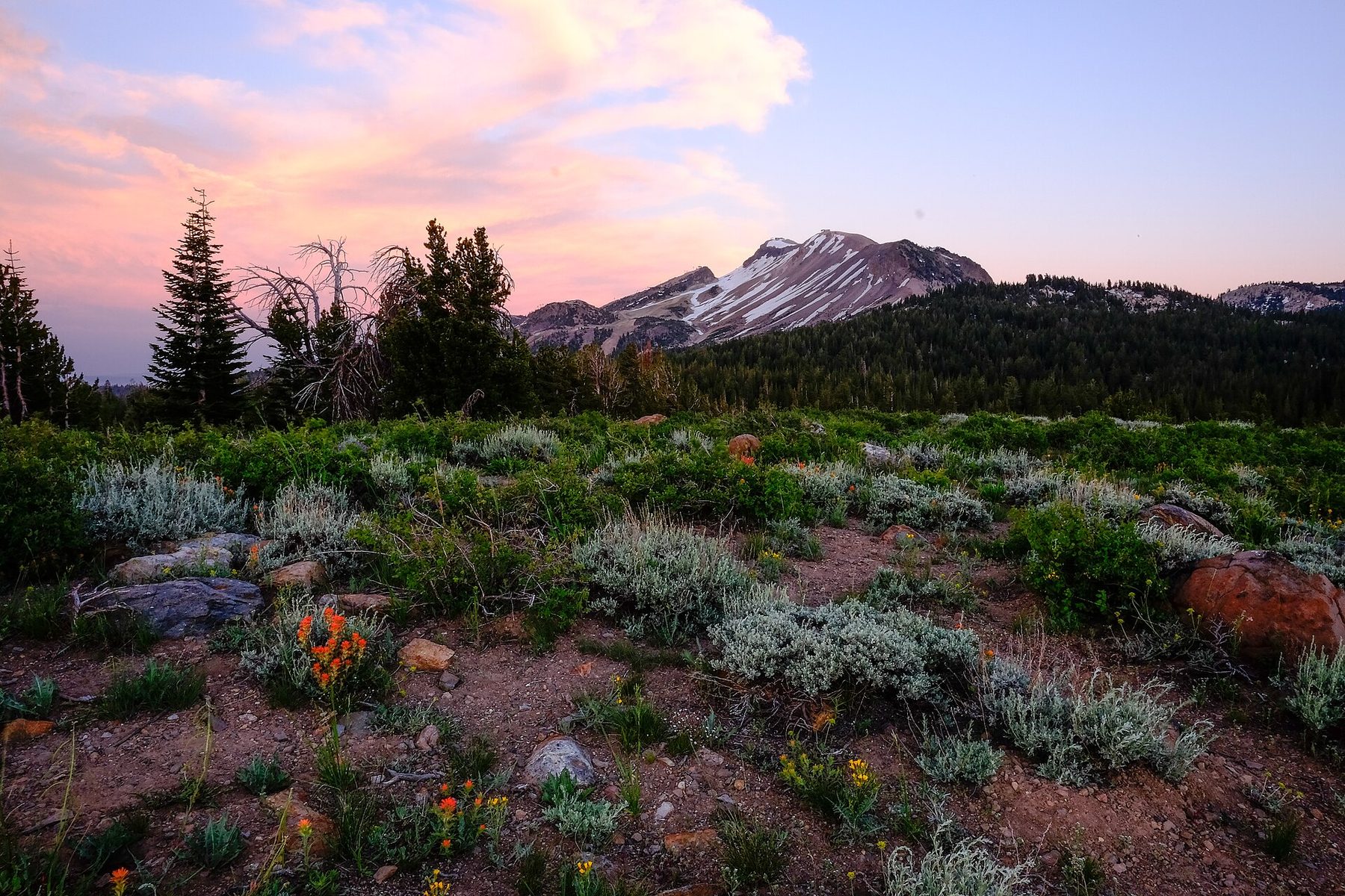Meadow below the Sherwins in summer